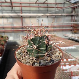 Ferocactus X lecontei  Born 453