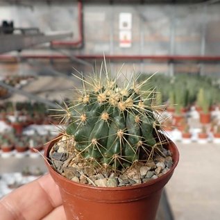 Ferocactus F2-Hybr. reppenhagenii x glaucescens