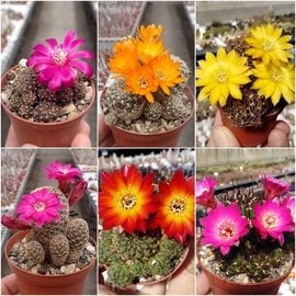 Offer of the month: Sulcorebutia