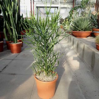 Euphorbia tirucallii XL