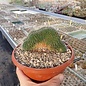 Mammillaria spinosissima Un Pico,     cristata