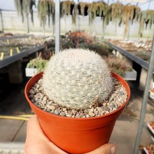 Mammillaria candida