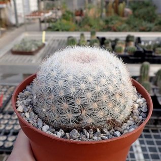 Mammillaria candida