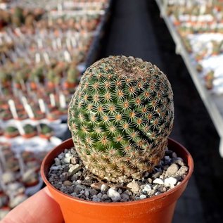 Mammillaria huitzilopochtli