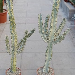 Euphorbia erythraea cv. Marmorata verzweigt