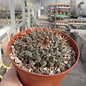 Mammillaria euthele