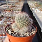 Mammillaria gueldemanniana