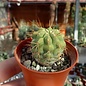 Copiapoa tenebrosa