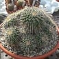 Mammillaria bernalensis  Rep. 032 Colon, Querétaro, Mexico, 2000 m