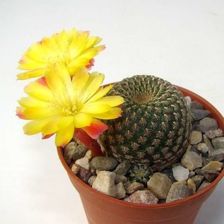 Sulcorebutia heliosoides