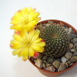 Sulcorebutia heliosoides