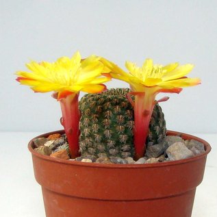 Sulcorebutia heliosoides