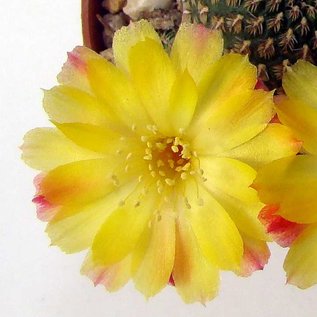 Sulcorebutia heliosoides