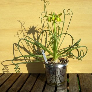 Albuca spiralis cv. Frizzle Sfrigolio