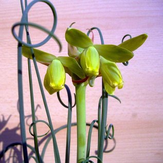 Albuca spiralis cv. Frizzle Sfrigolio