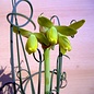 Albuca spiralis cv. Frizzle Sfrigolio