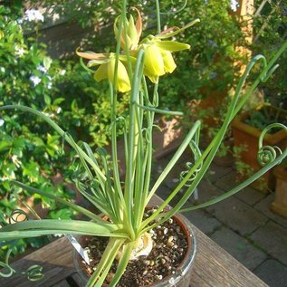 Albuca spiralis cv. Frizzle Sfrigolio