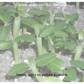 Euphorbia inermis        (Samen)