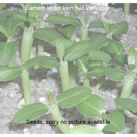 Haworthia pumila        (Samen)