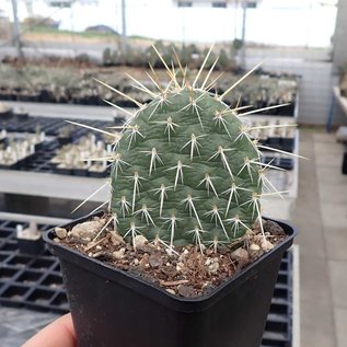 Opuntia hystricina v. nicholii      (dw)