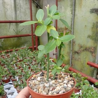 Pereskia sacharosa