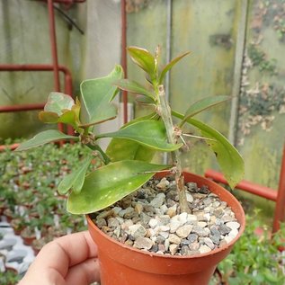 Pereskia stenantha