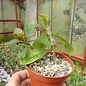 Pereskia stenantha