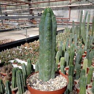 Trichocereus pachanoi XL