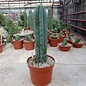 Trichocereus pachanoi XL