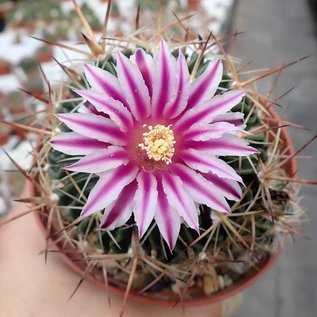 Stenocactus ochoterenaus