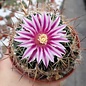 Stenocactus ochoterenaus