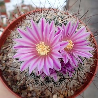 Stenocactus spec.