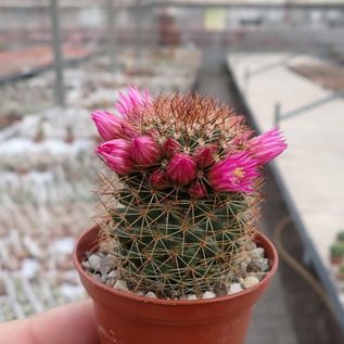 Mammillaria ernestii