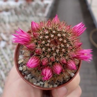 Mammillaria ernestii