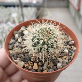 Neoporteria curvispina f. Farellones  2280 m