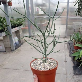 Euphorbia cf. laroo