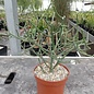 Euphorbia cf. laroo