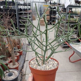 Euphorbia cf. laroo