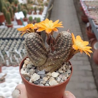 Rebutia diersiana  WR 631 Yuquina, Department Chuquisaca, Camargo, Culpina