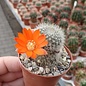 Rebutia leuconella  KK 1835