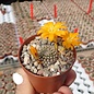 Rebutia marsoneri v. sieperdaiana