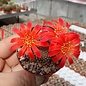 Rebutia minuscula  de Hualinchay Argentinien