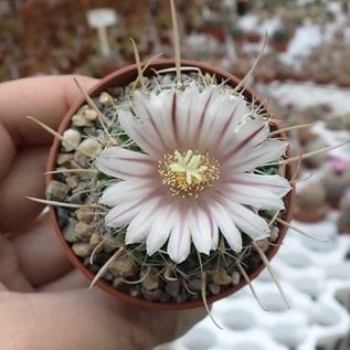 Stenocactus multicostatus f. erectocentrus SB 286 Doctor Arroyo, Nuevo Leon, Mx