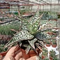 Aloe rauhii      CITES, not outside EU