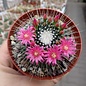 Mammillaria spinosissima Un Pico