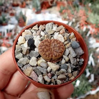 Lithops bromfieldii forma