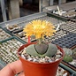 Pleiospilos nelii