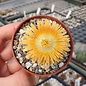 Pleiospilos nelii