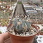 Acanthocalycium glaucum