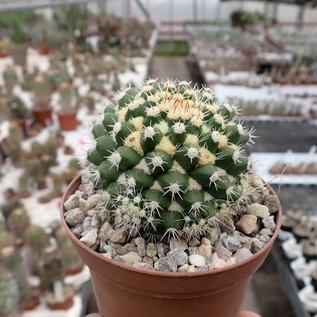 Mammillaria voburnensis v. eichlamii